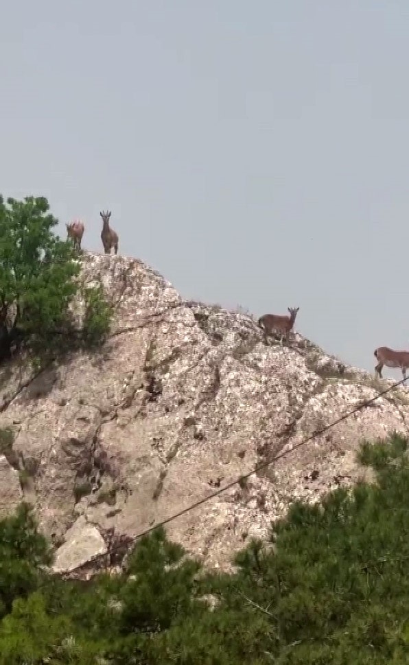 elazığ dağ keçileri