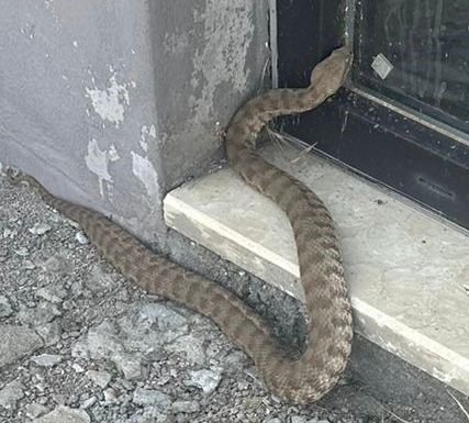 Elazığ'da Isırığı ile İnsanı Öldürebilecek En Zehirli 15 Türden Olan 2 Metrelik Engerek Yılanı Görüntülendi