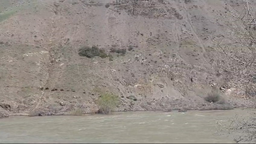 Elazığ’da Murat Nehri Kenarında Domuz Sürüsü Görüntülendi!